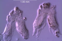 Cuscuta approximata - infrastaminal scales