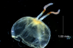 Cuscuta approximata - gynoecium