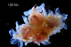 Cuscuta approximata - inflorescence fragment