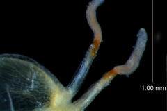 Cuscuta approximata - styles/stigma