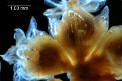 Cuscuta approximata - inflorescence fragment