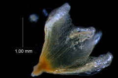 Cuscuta approximata - calyx 3D
