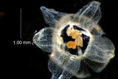 Cuscuta approximata - corolla 3D viewed from above