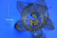 Cuscuta approximata - corolla 3D viewed from above