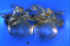 Cuscuta approximata - corolla 3D lateral view