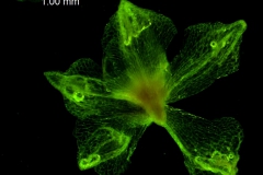 Cuscuta approximata - calyx, dissected
