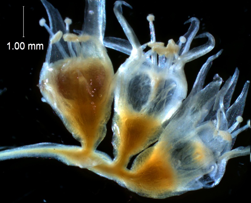 Cuscuta californica var. californica - fragment of inflorescence