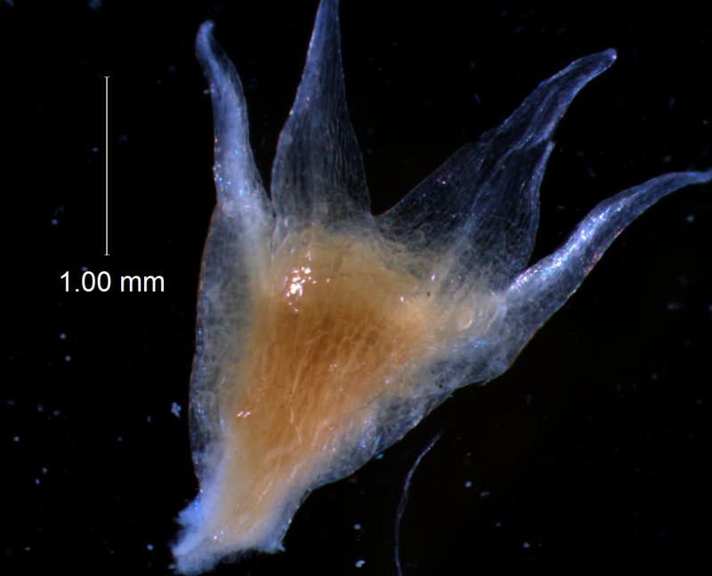Cuscuta californica var. californica - calyx, 3D