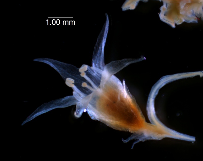 Cuscuta californica var. californica - mature flower