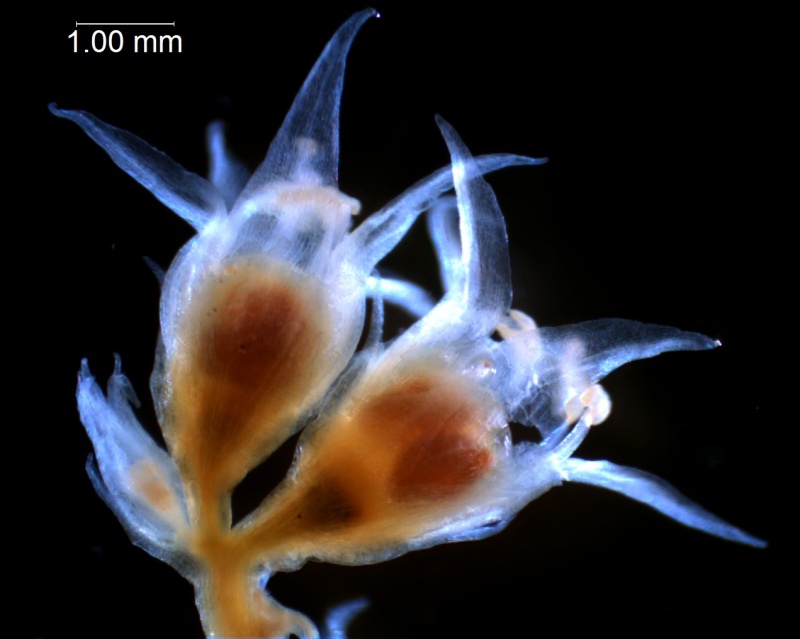 Cuscuta californica var. californica - fragment of inflorescence