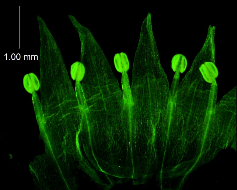 Cuscuta californica var. californica - corolla, dissected