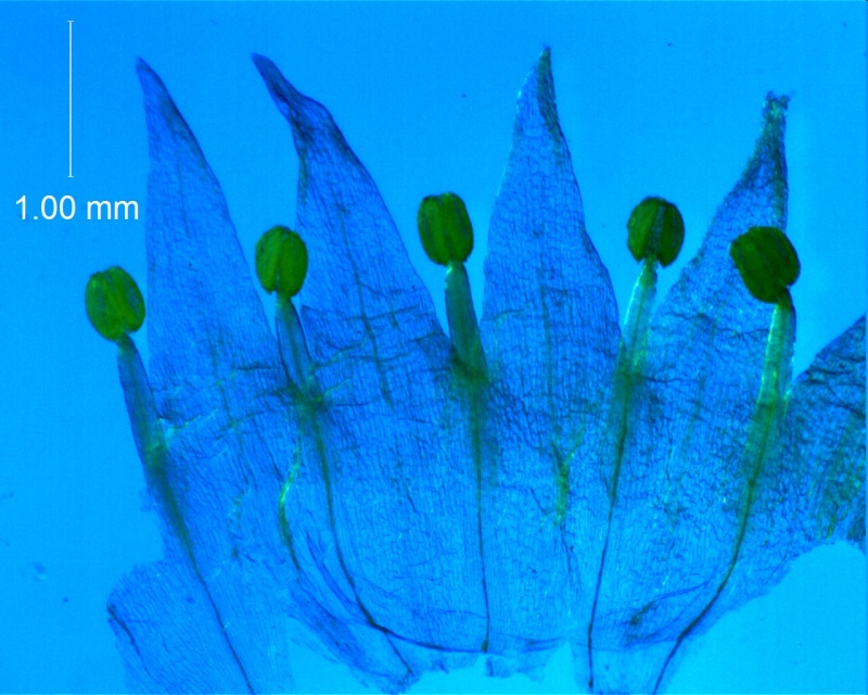 Cuscuta californica var. californica - corolla, dissected