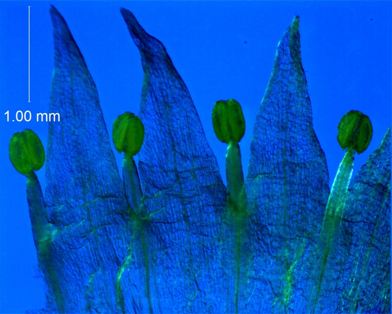 Cuscuta californica var. californica - corolla, dissected
