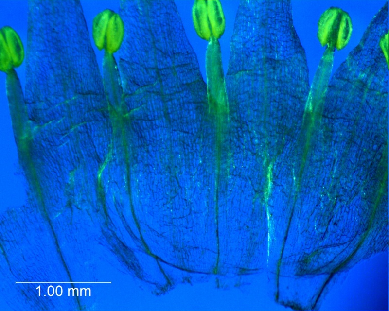 Cuscuta californica var. californica - corolla, dissected