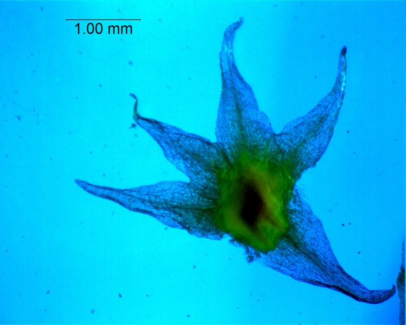 Cuscuta californica var. californica - calyx, dissected