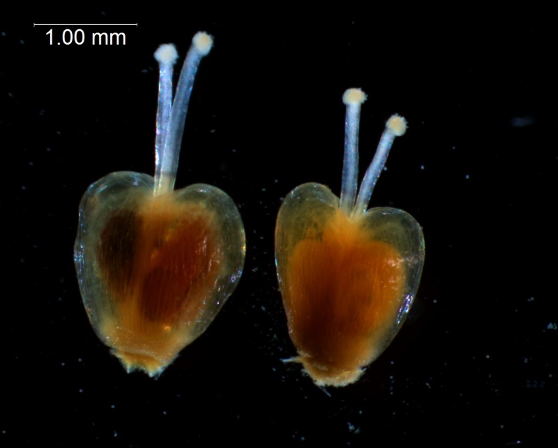 Cuscuta californica var. californica - gynoecium variation