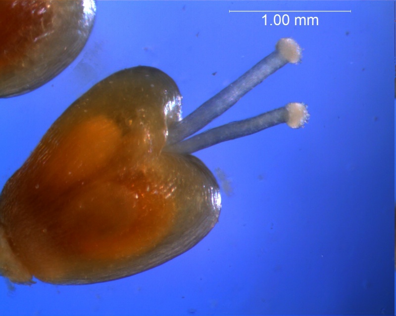 Cuscuta californica var. californica - gynoecium