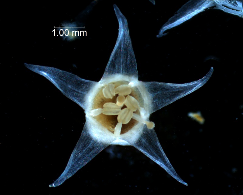 Cuscuta californica var. californica - flower seen from above