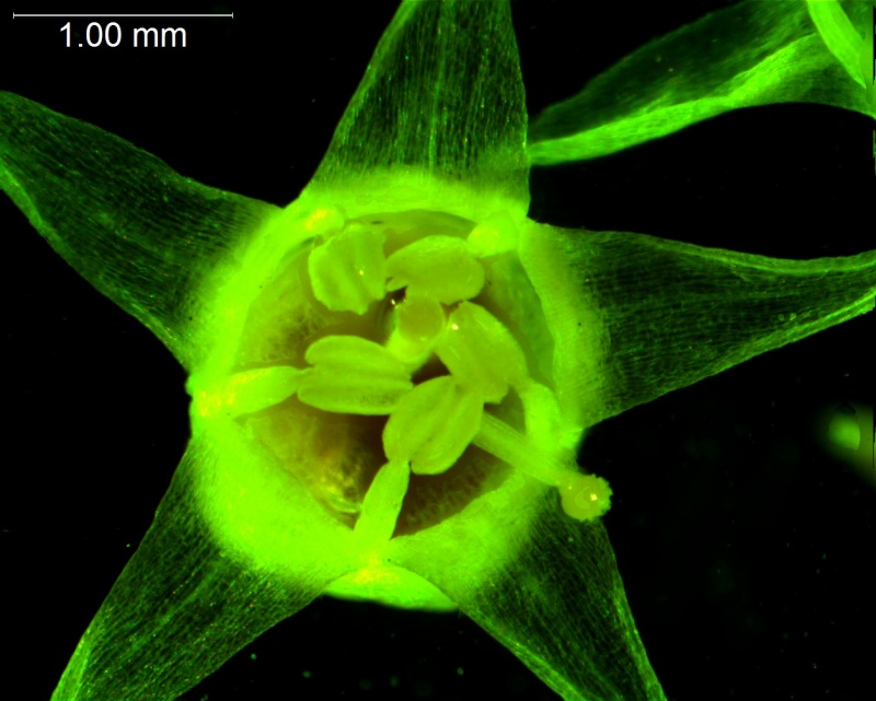 Cuscuta californica var. californica - flower seen from above