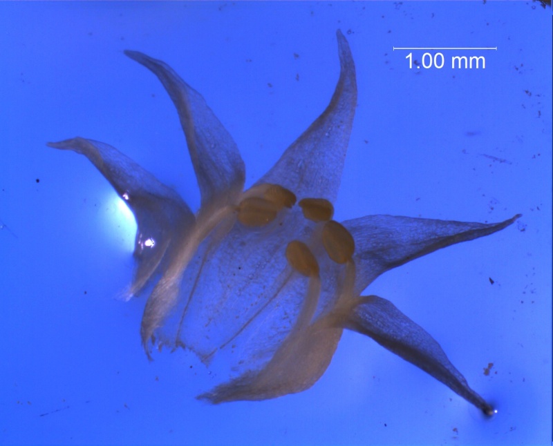 Cuscuta californica var. californica - corolla, 3D