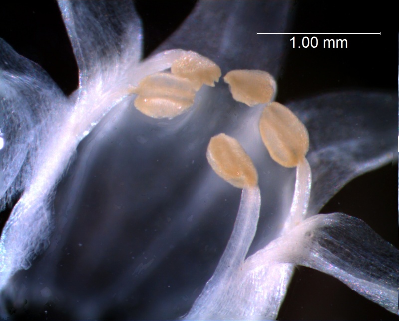 Cuscuta californica var. californica - corolla, 3D