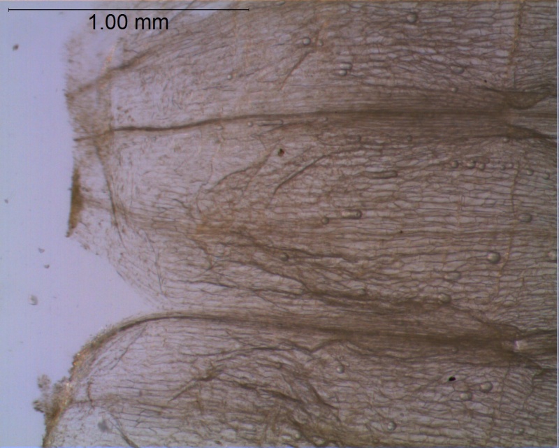 Cuscuta californica var. californica - no infrastaminal scales