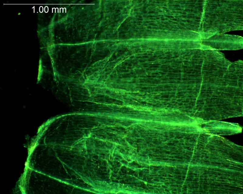 Cuscuta californica var. californica - no infrastaminal scales