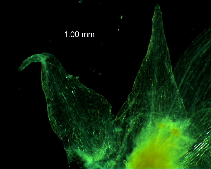 Cuscuta californica var. californica - calyx lobes detail