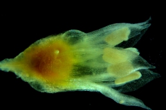 Cuscuta californica var. californica - flower - corolla lobes begin to spread