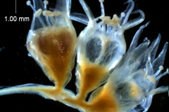 Cuscuta californica var. californica - fragment of inflorescence
