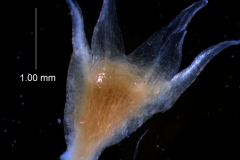 Cuscuta californica var. californica - calyx, 3D