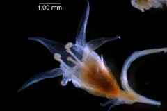 Cuscuta californica var. californica - mature flower