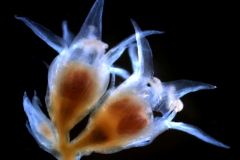 Cuscuta californica var. californica - fragment of inflorescence