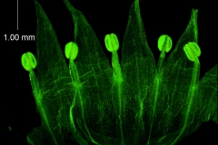 Cuscuta californica var. californica - corolla, dissected