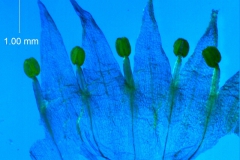 Cuscuta californica var. californica - corolla, dissected