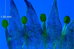 Cuscuta californica var. californica - corolla, dissected