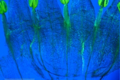 Cuscuta californica var. californica - corolla, dissected