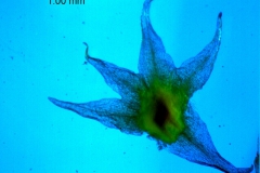 Cuscuta californica var. californica - calyx, dissected