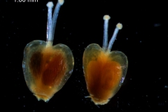 Cuscuta californica var. californica - gynoecium variation