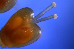 Cuscuta californica var. californica - gynoecium