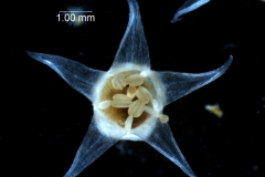 Cuscuta californica var. californica - flower seen from above