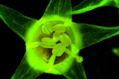 Cuscuta californica var. californica - flower seen from above