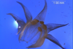 Cuscuta californica var. californica - corolla, 3D