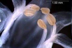 Cuscuta californica var. californica - corolla, 3D