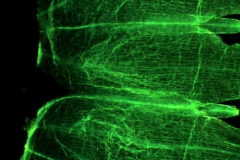 Cuscuta californica var. californica - no infrastaminal scales