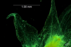 Cuscuta californica var. californica - calyx lobes detail