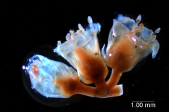 Cuscuta rostrata - inflorescence fragment