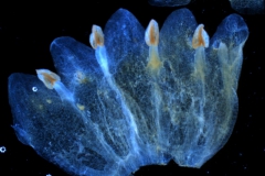 Cuscuta rostrata - corolla dissected