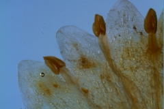 Cuscuta rostrata - corolla lobes & stamens