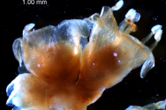 Cuscuta gronovii var. gronovii - inflorescence fragment